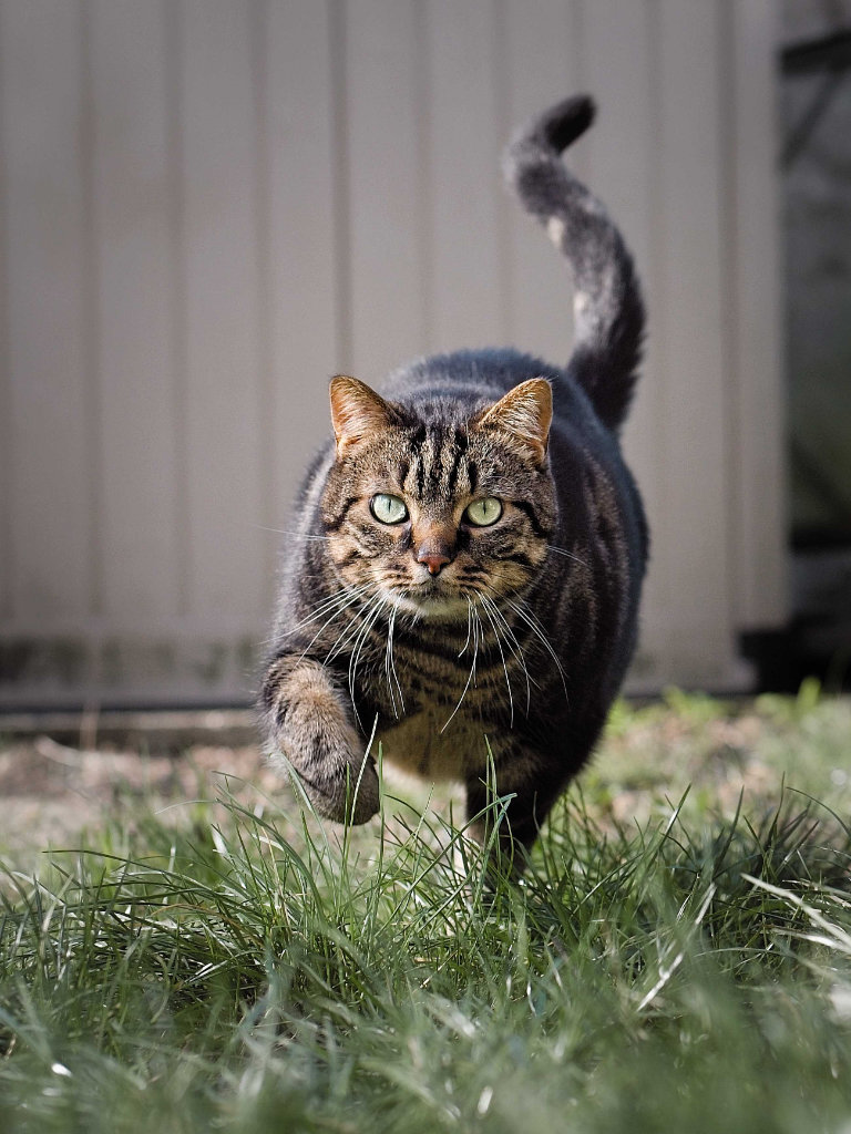 Chat noir photo portrait chasse hd