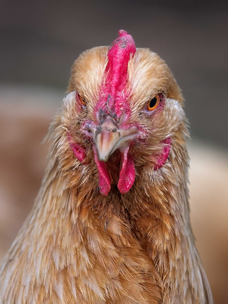 Photo portrait poule refuge hd
