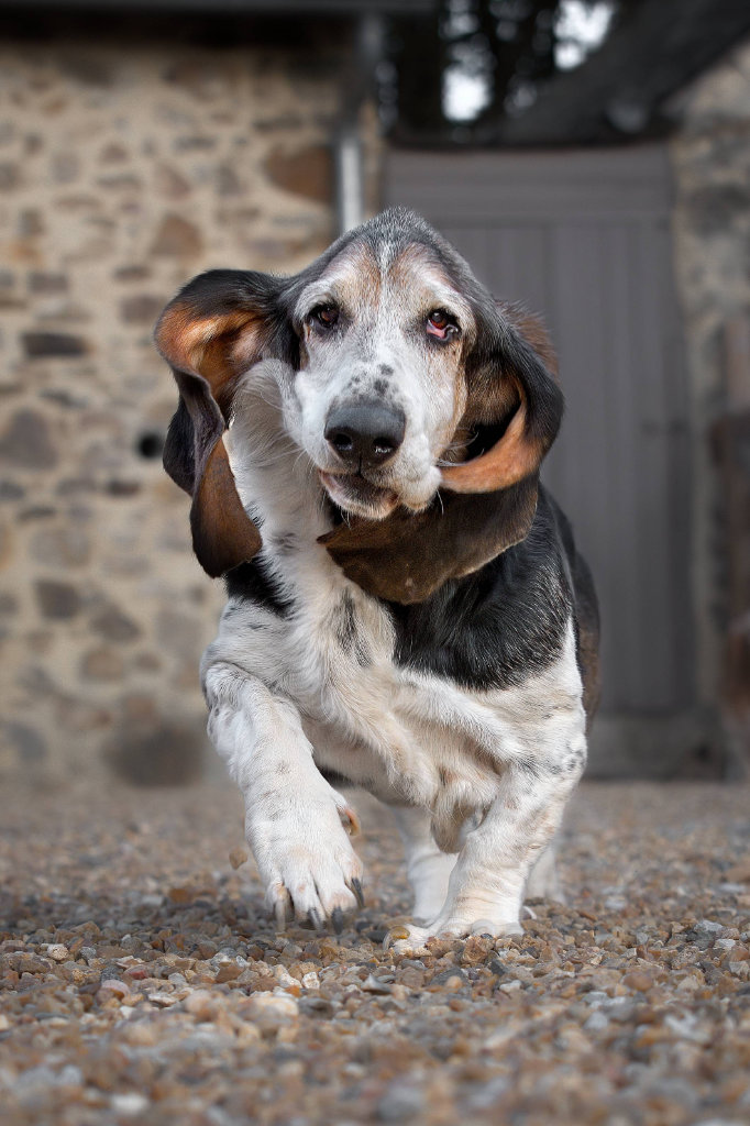 Photo chien basset hound hd
