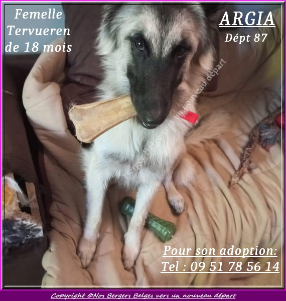 Tervu-femelle-d-Annabelle-ARGIA-1