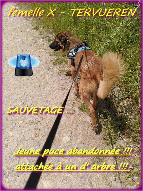 Signal-2-pour-post