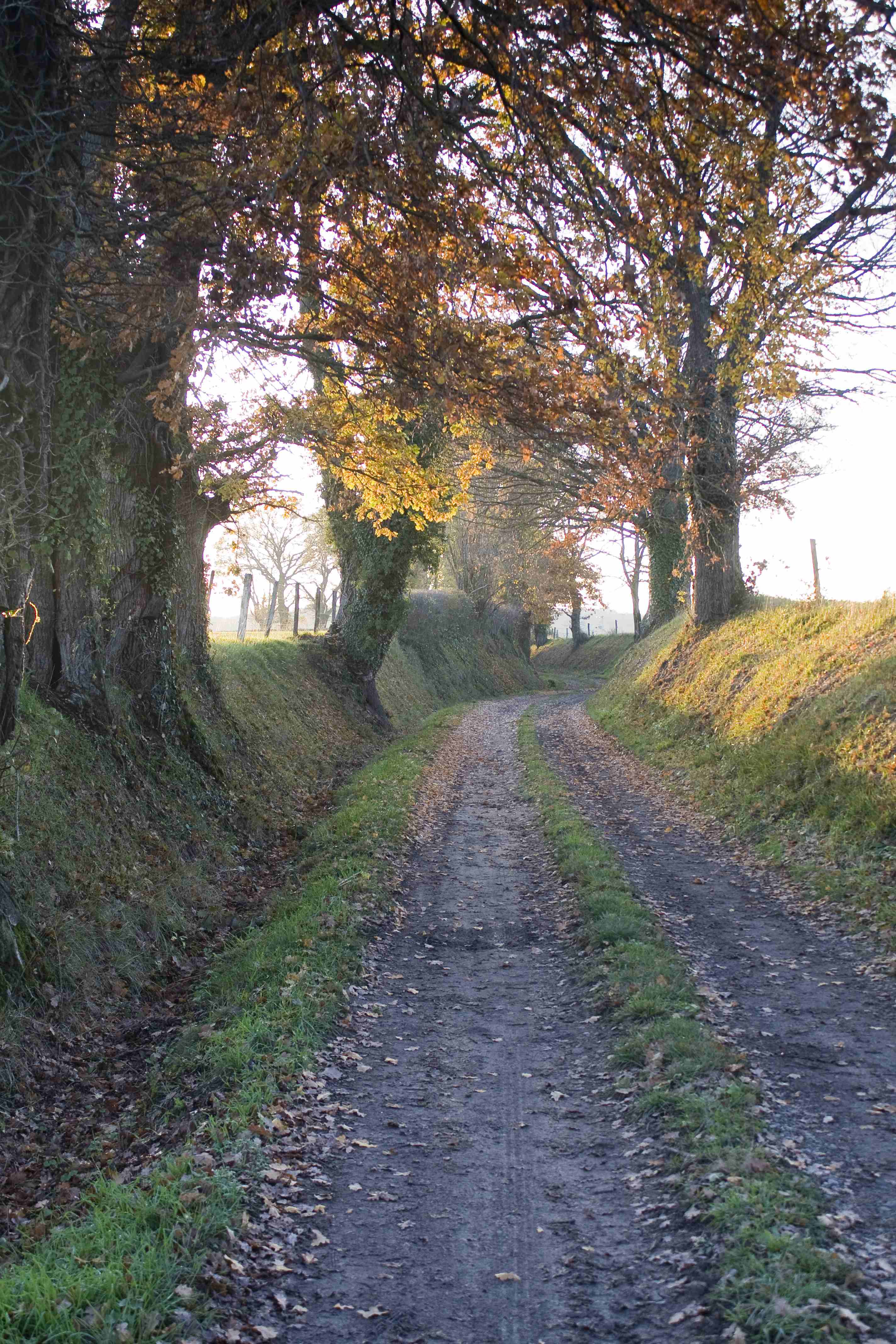 Rue du loup 3