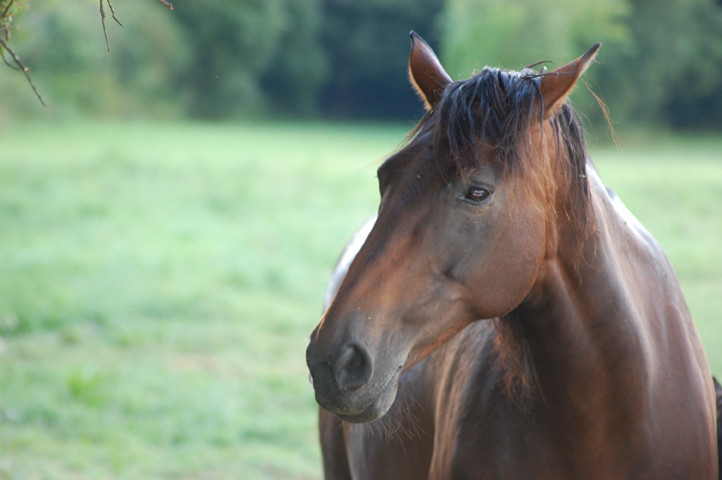 Cheval2