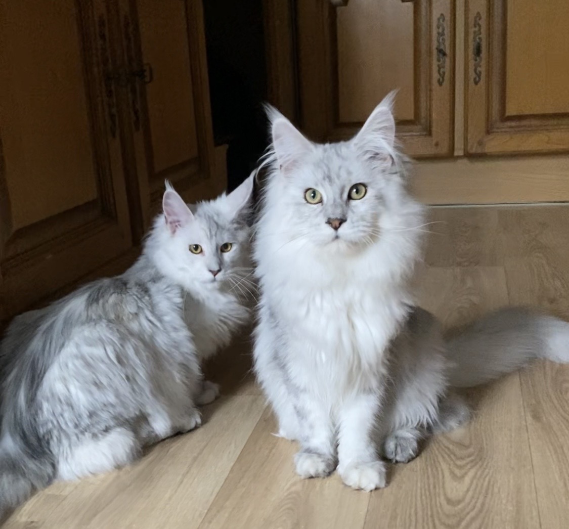 Azul et amarante