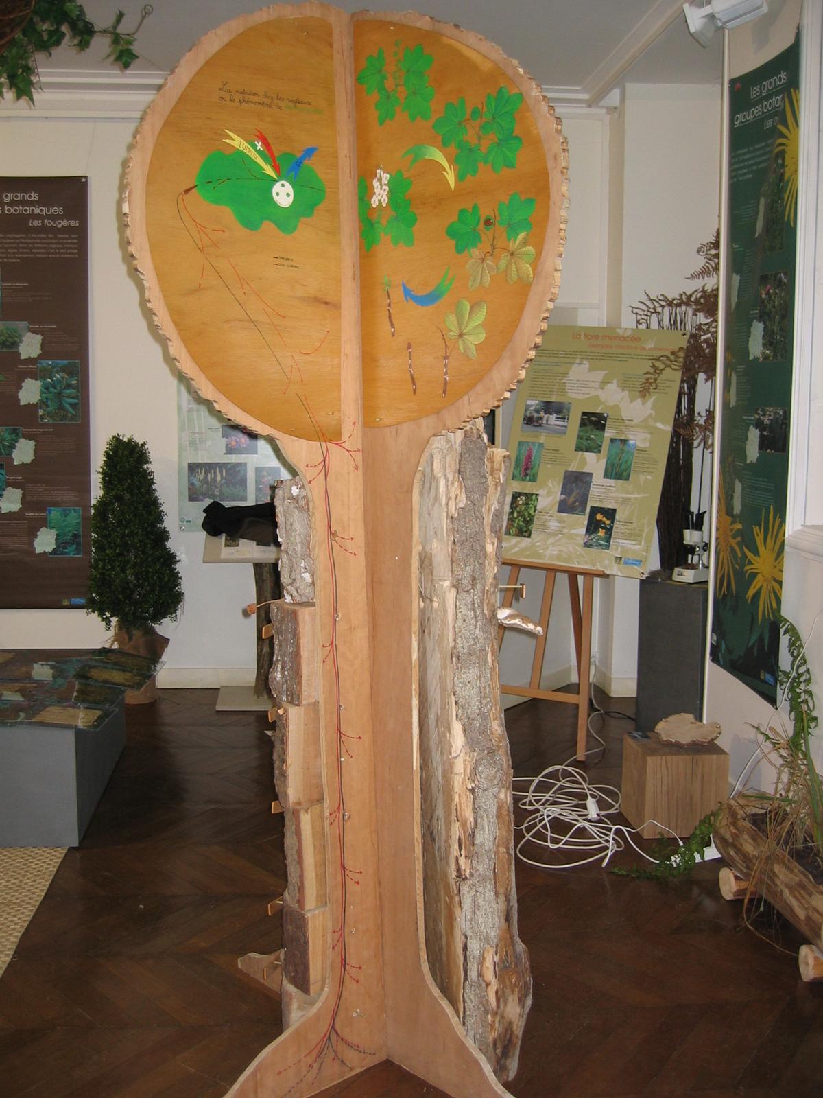 Cycle et nutrition arbre