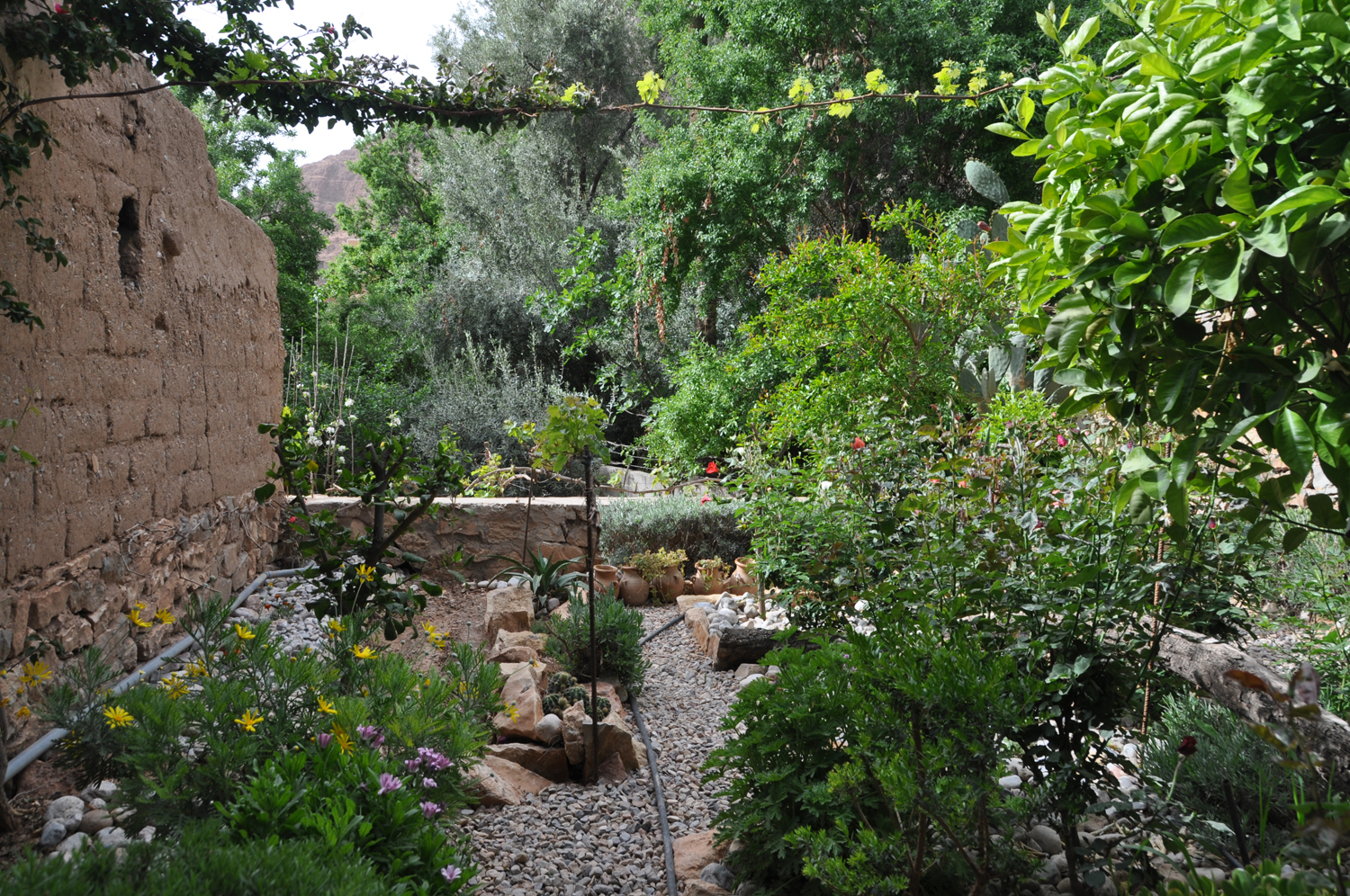 Asg garden