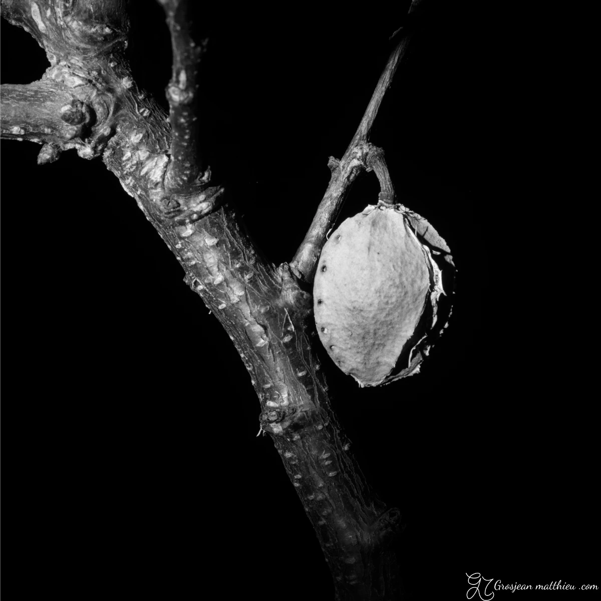 Noyau d abricot encore accroche a l arbre apricot stone naturally attached to a tree