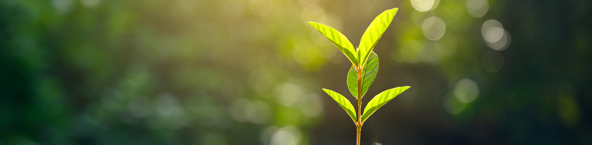 IStock-environnement-menuiseriefixart