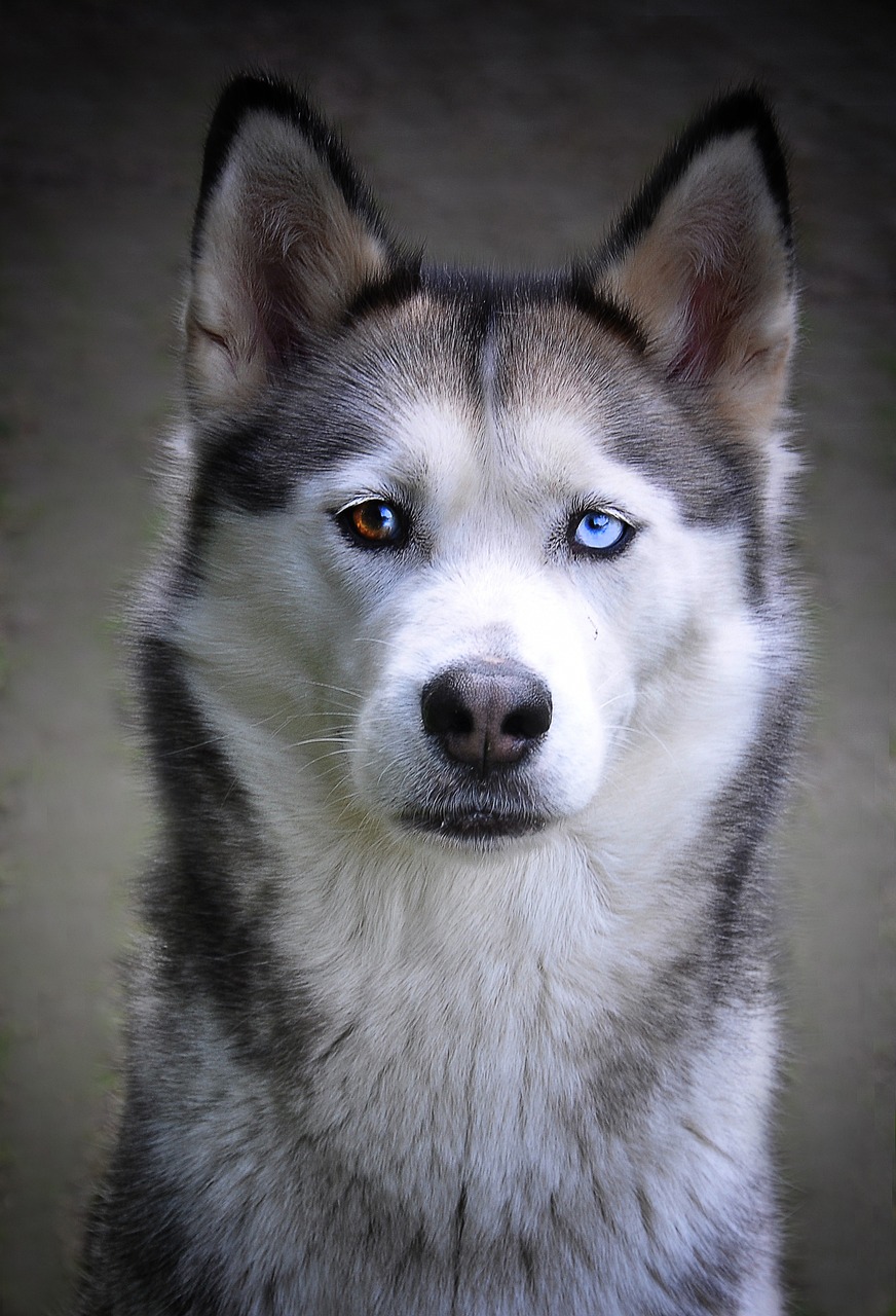 Husky 2671006 1280