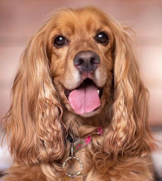 English cocker spaniel 5937751 1280