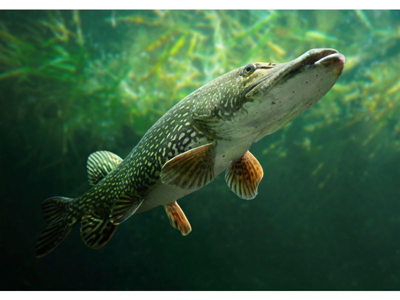 Photo-de-brochet-peche-pays-bas-dutch-fishing-connection