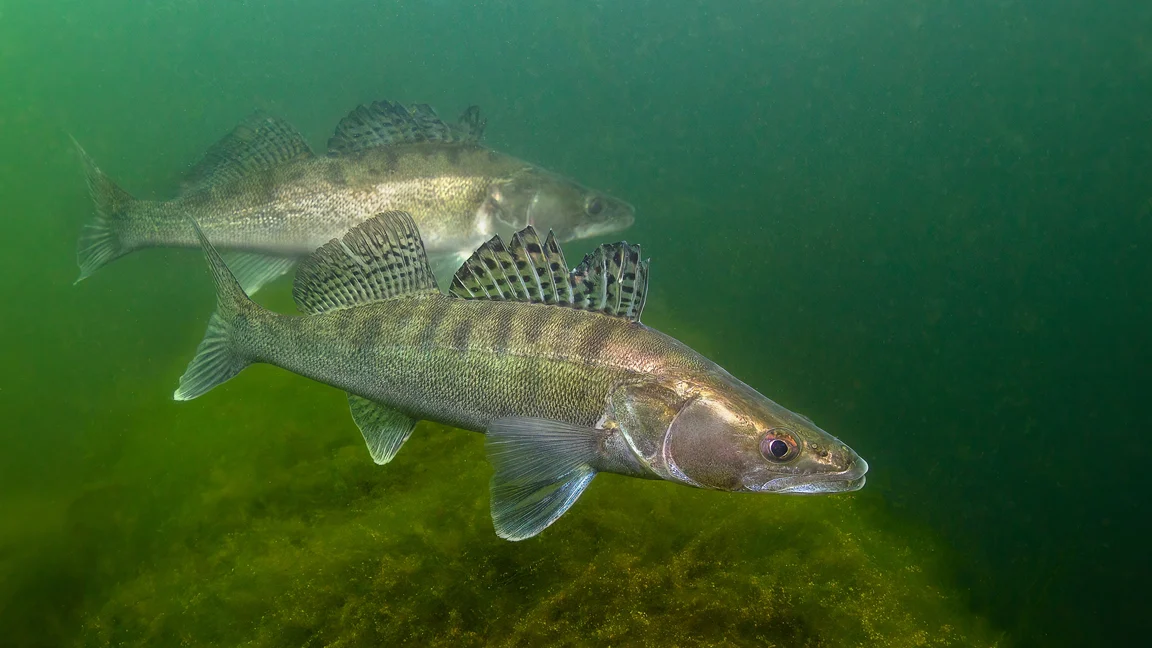 Photo-de-sandre-peche-pays-bas-dutch-fishing-connection