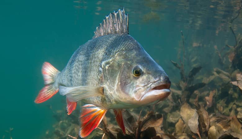 Photo-de-perche-peche-pays-bas-dutch-fishing-connection