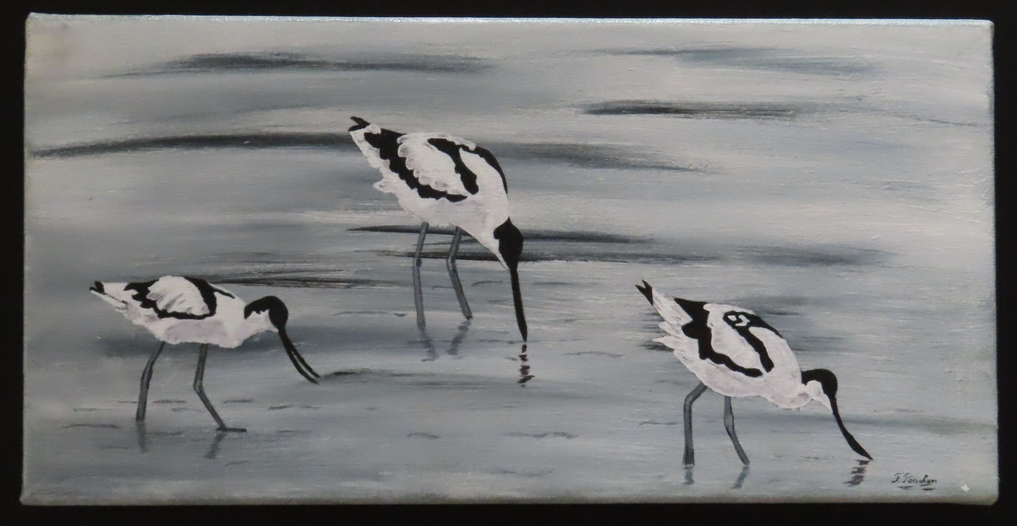 Avocettes