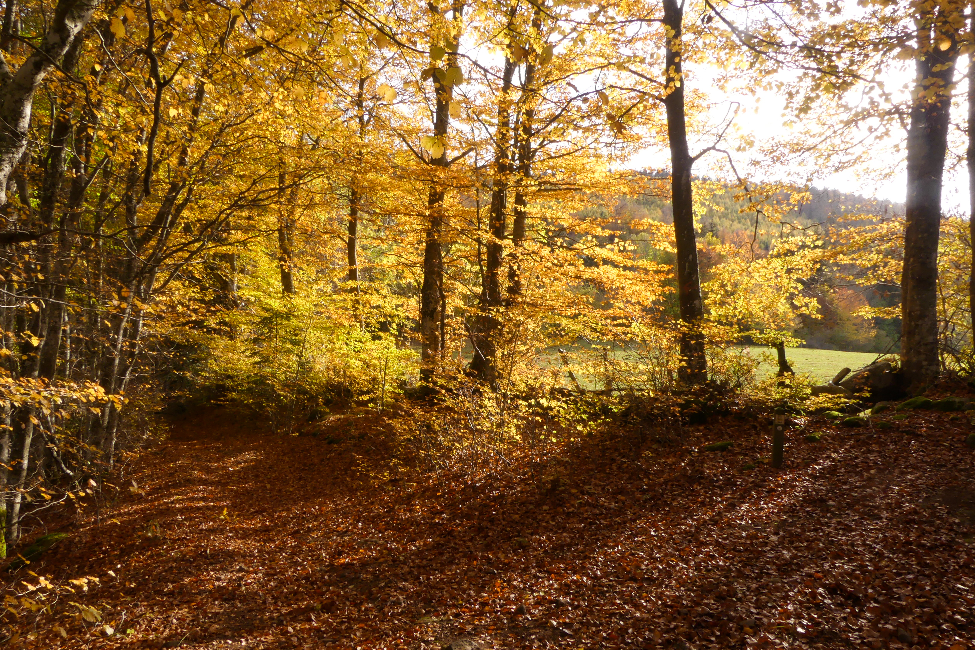 Randonnée d'automne