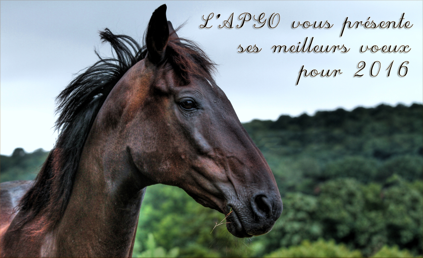 Bonne année 2016 !