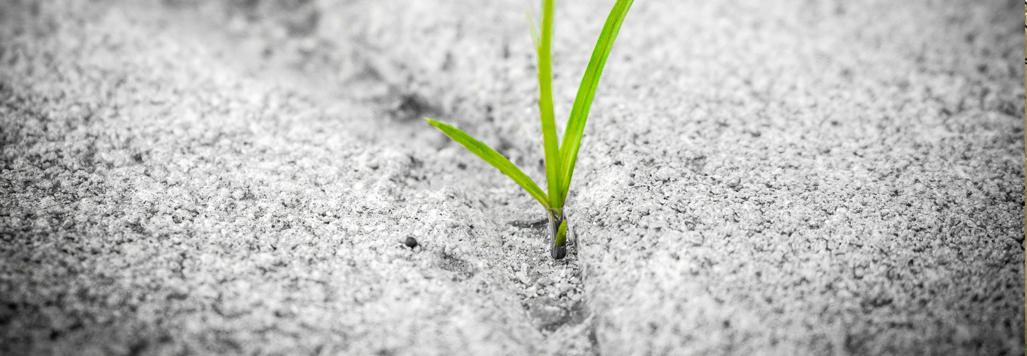 Seed