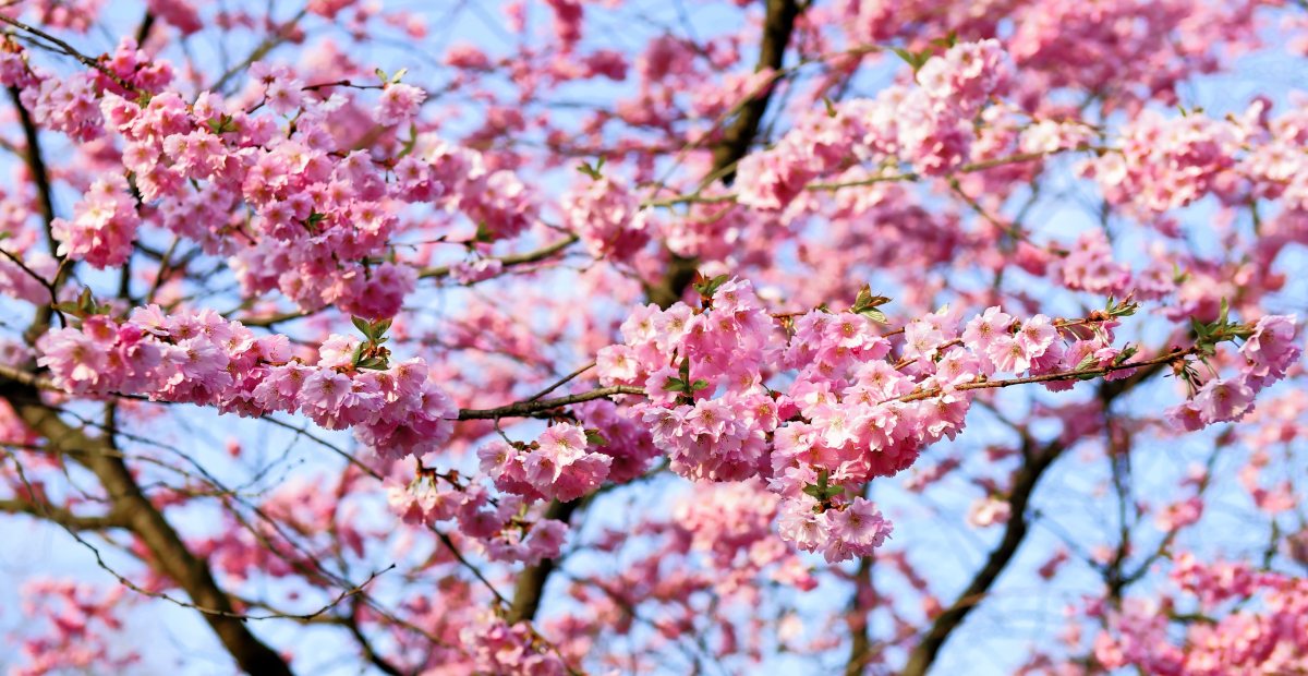 Fleur japon