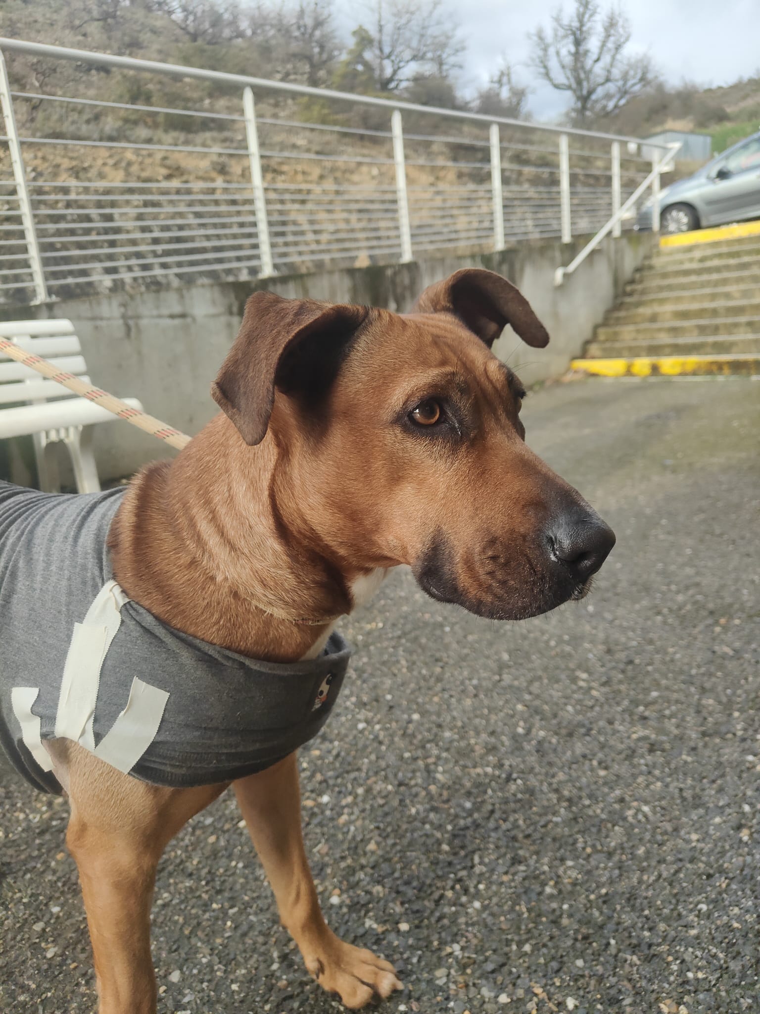 Whatsapp image 2025 03 22 at 18 45 35 1 