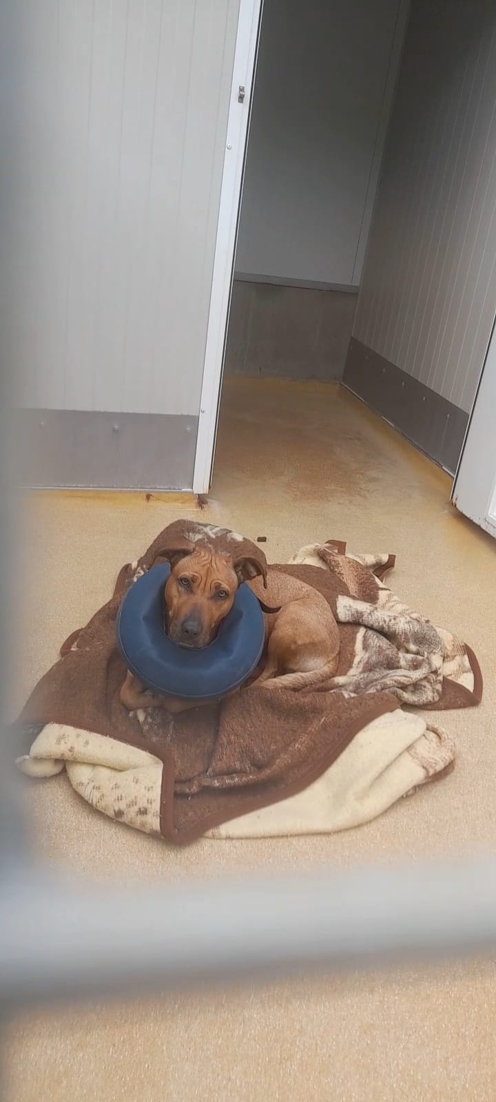 Whatsapp image 2025 04 18 at 17 11 34