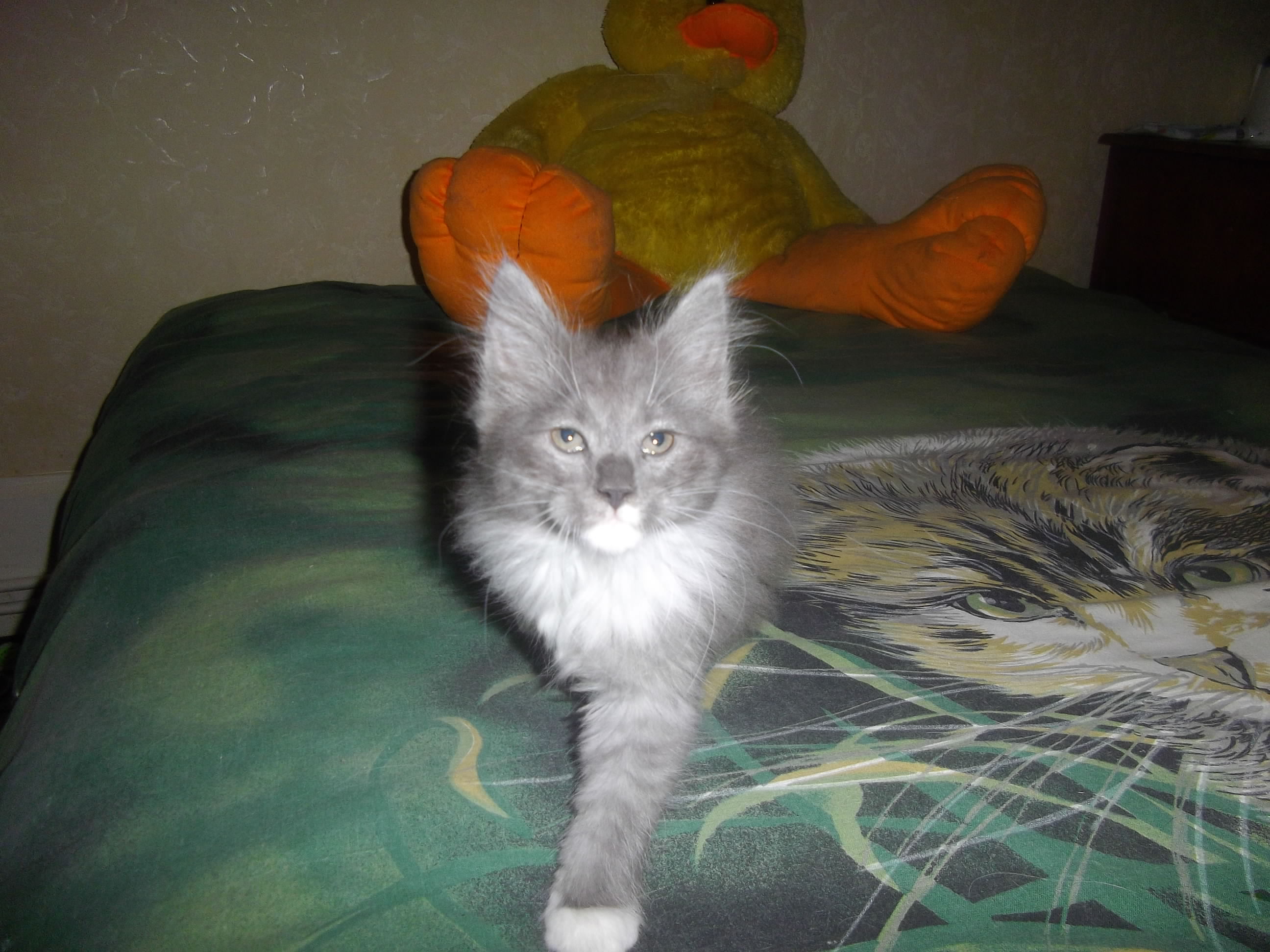 Imgp3388