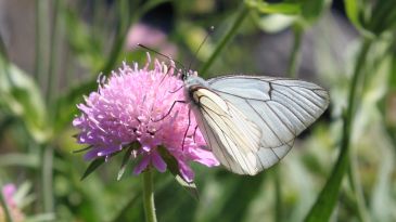 Papillon en gros plan