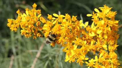 Bourdon sur une fleur