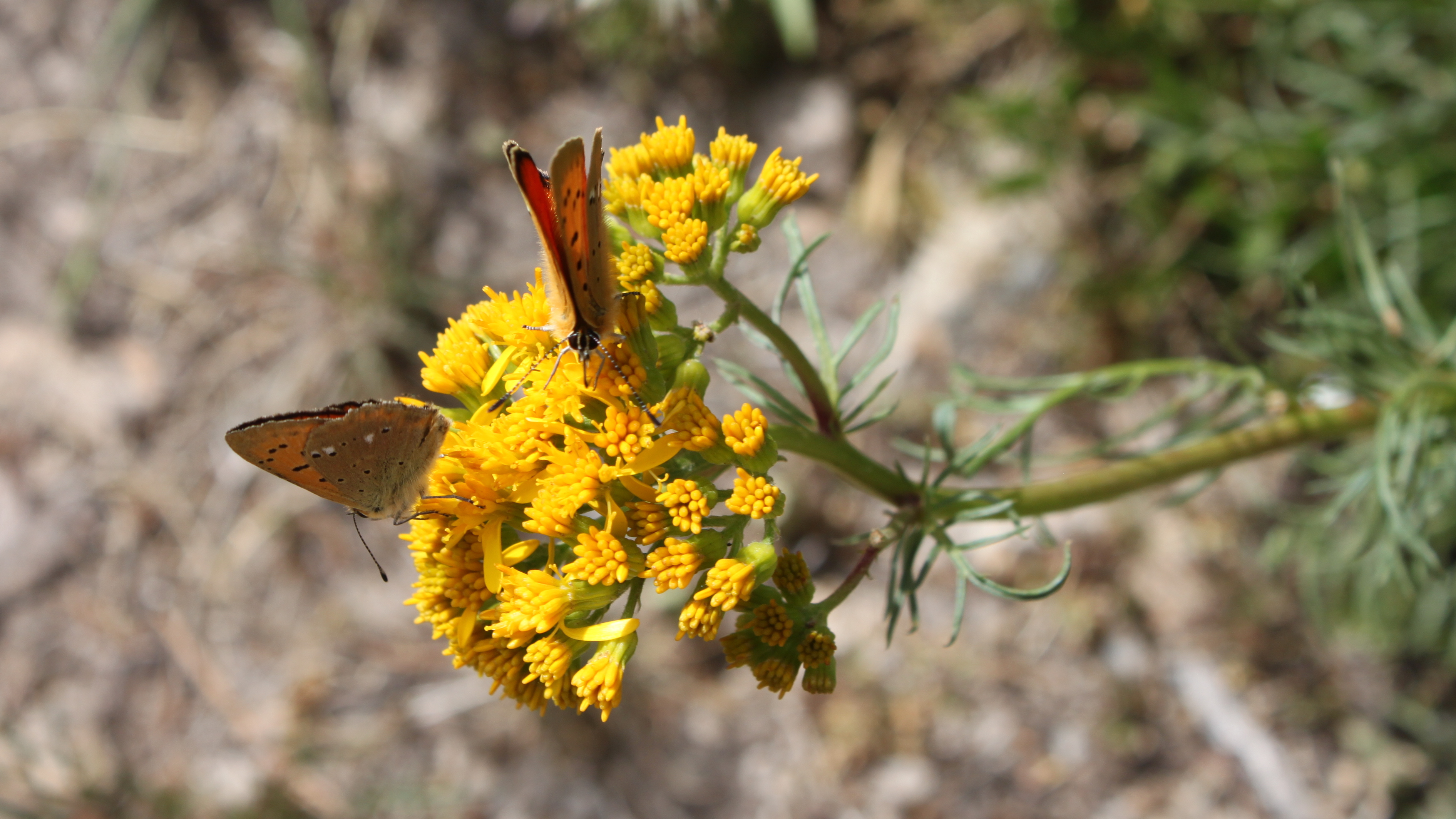 Papillons sur une fleur