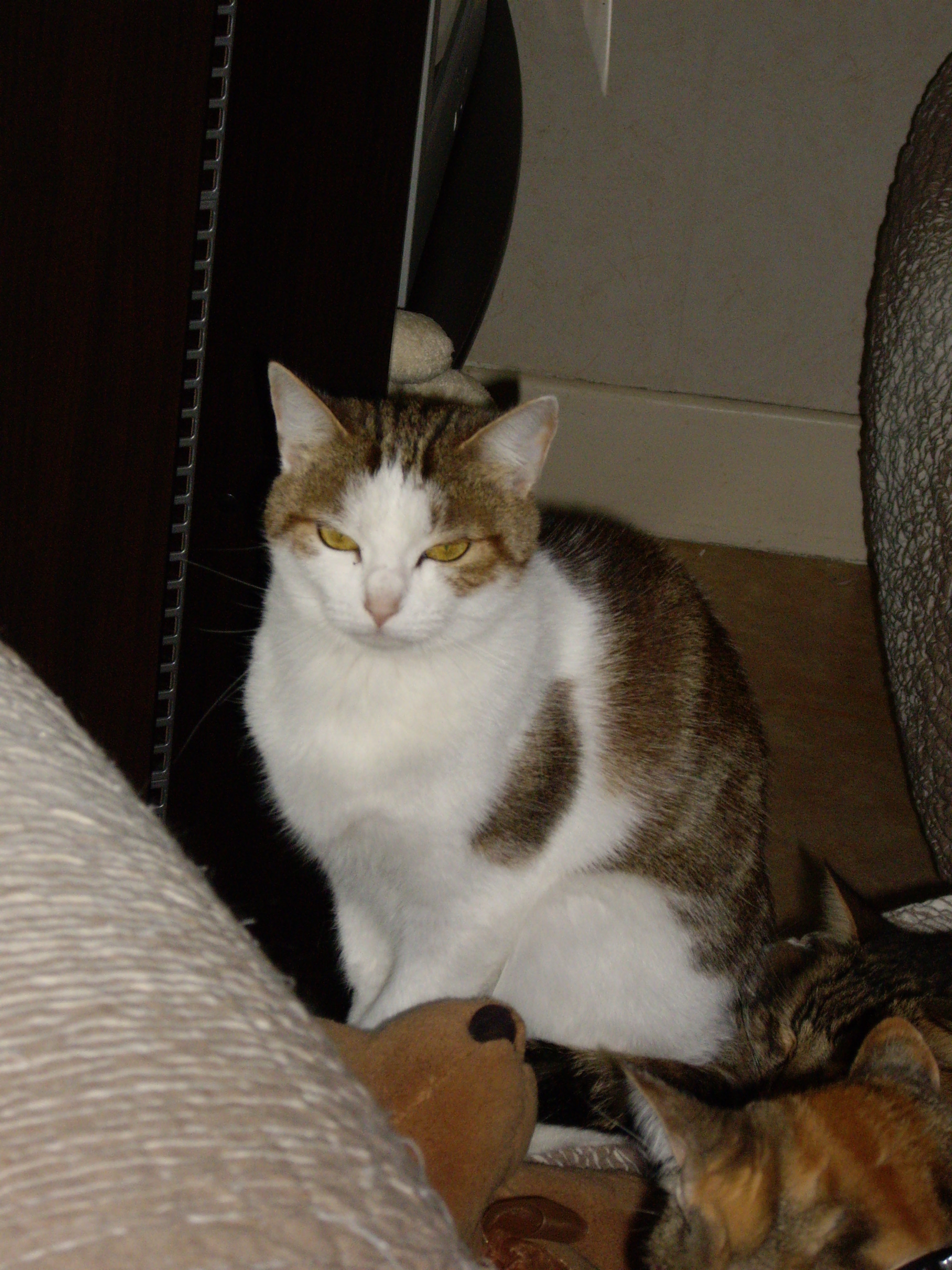 Imgp0564