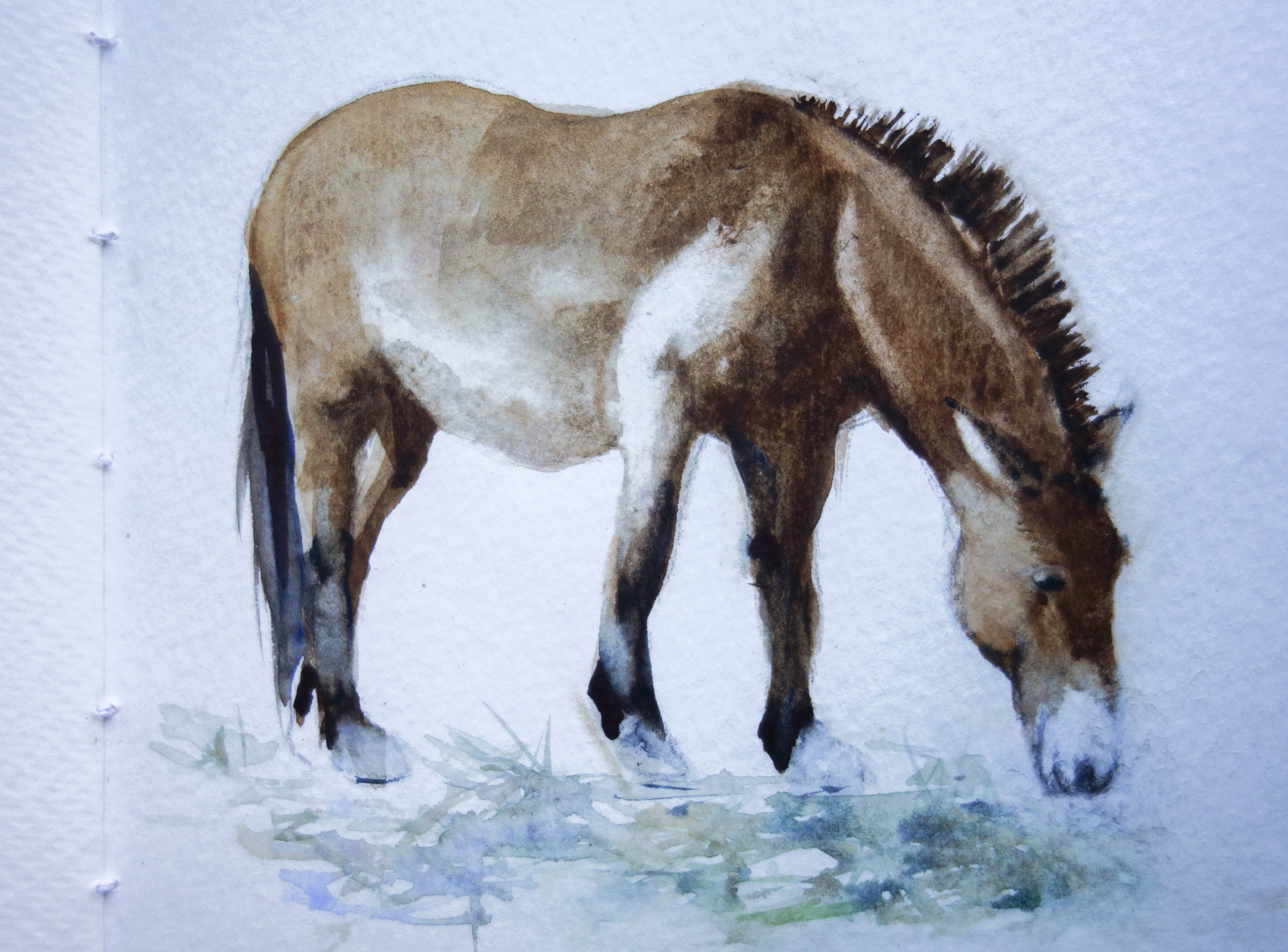 Cheval. Aquarelle.
