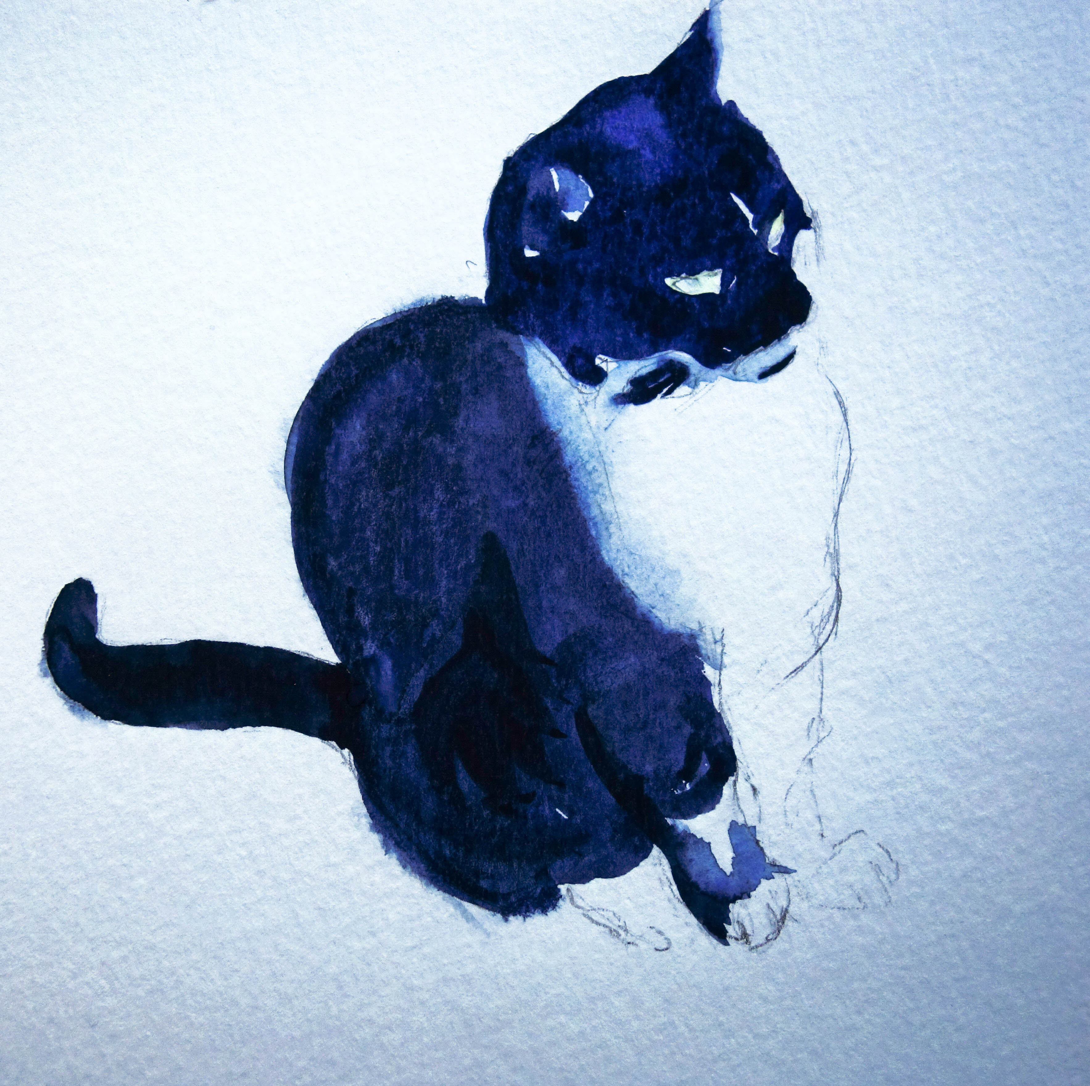 Chat.. Aquarelle et crayon graphite.