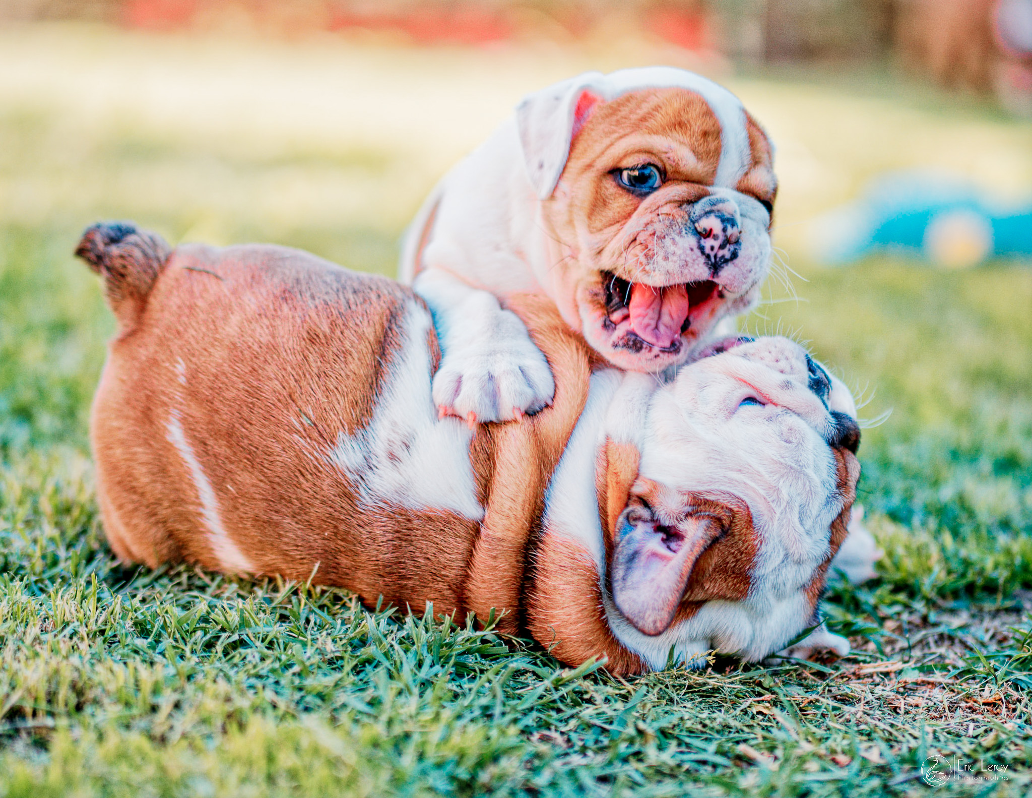 11000275bulldog 2