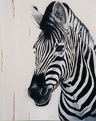 Zebre 1 