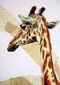 Girafe