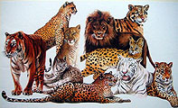 Vfelins 1 
