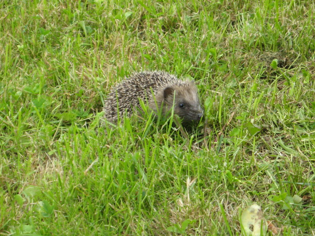 20 juillet 2008 002