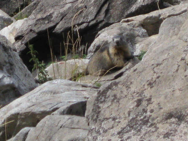 Alpes 043