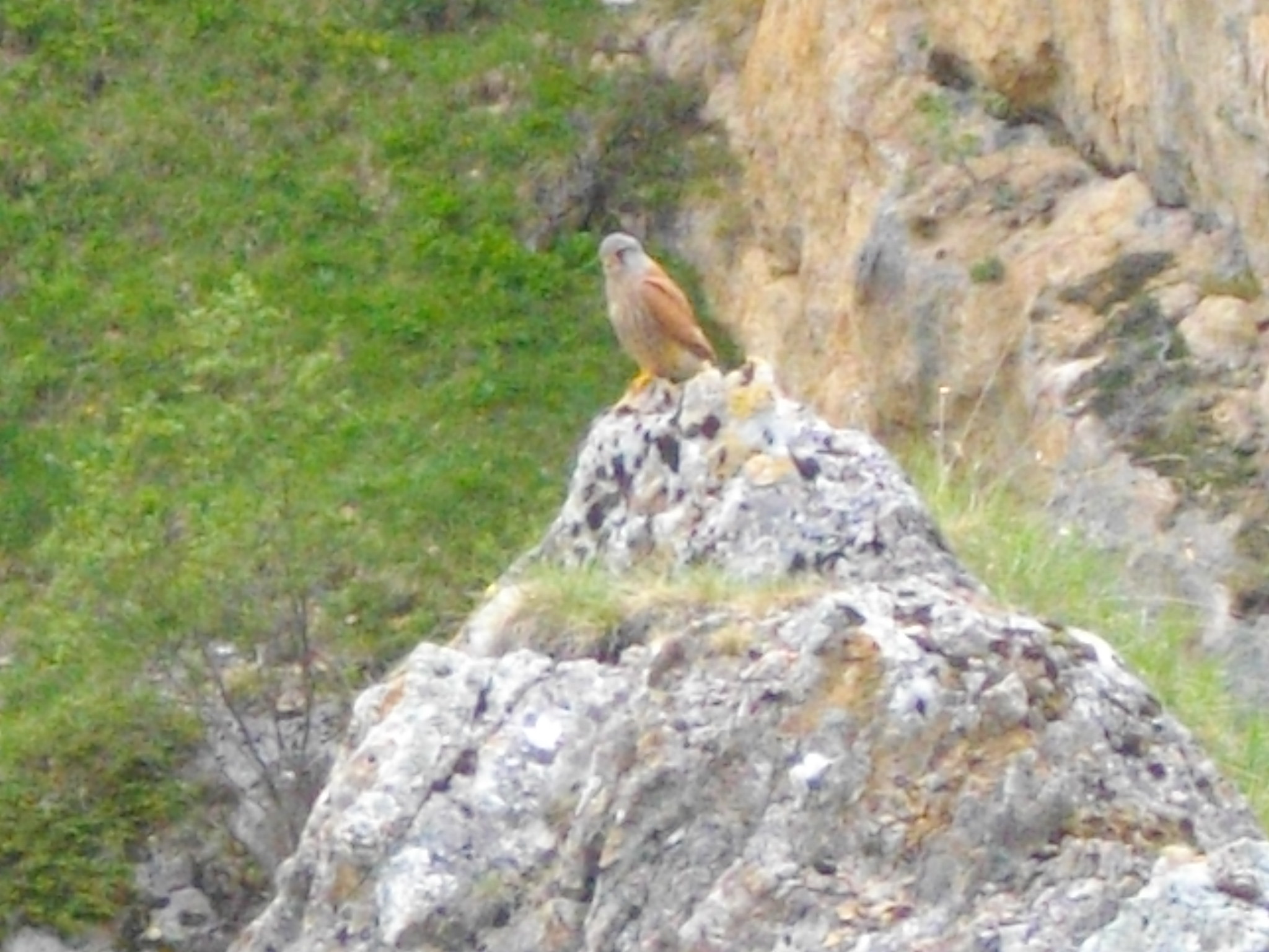 Alpes juin 047