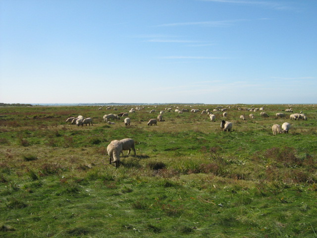 Baie de somme 09 2008 003