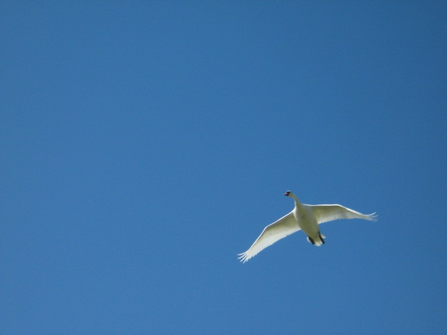 Baie de somme 09 2008 007