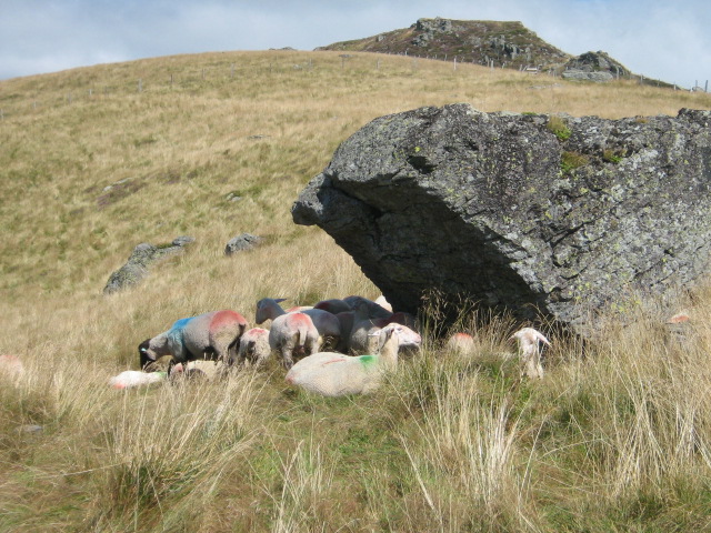 Cantal aout 2008 017