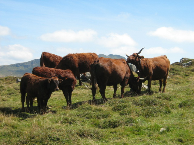 Cantal aout 2008 024