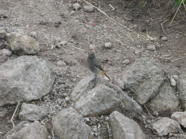 Cantal aout 2008 041