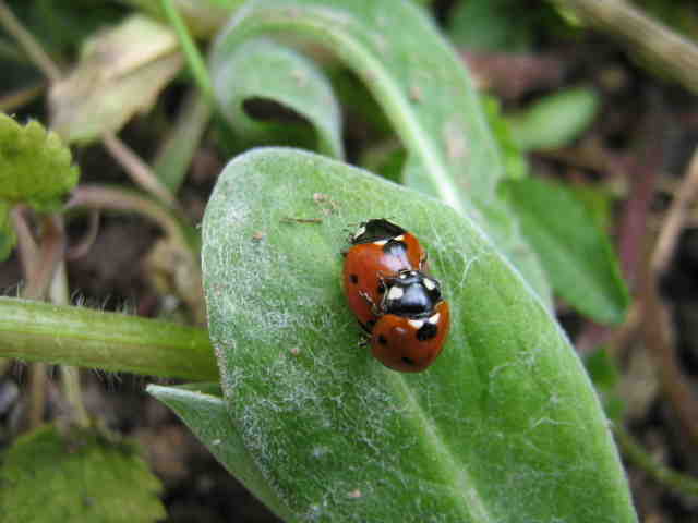 Jardin avril 2007 001