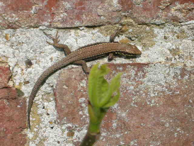 Jardin avril 2007 002