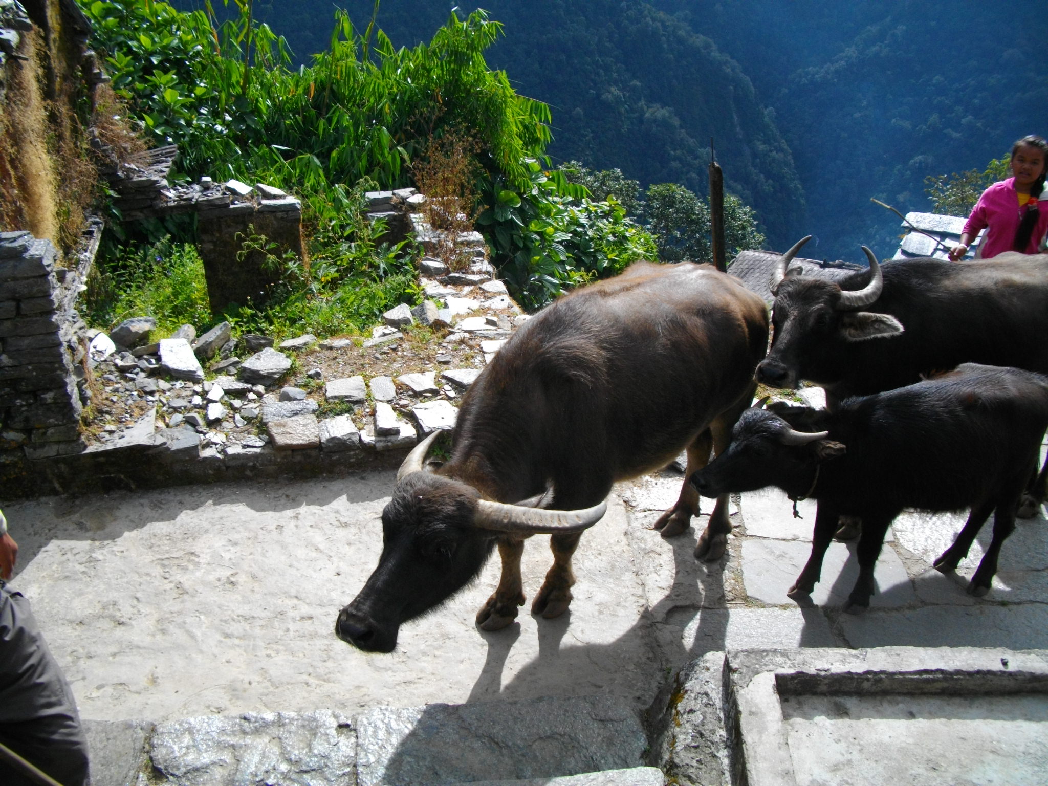 Nepal annapurna 140