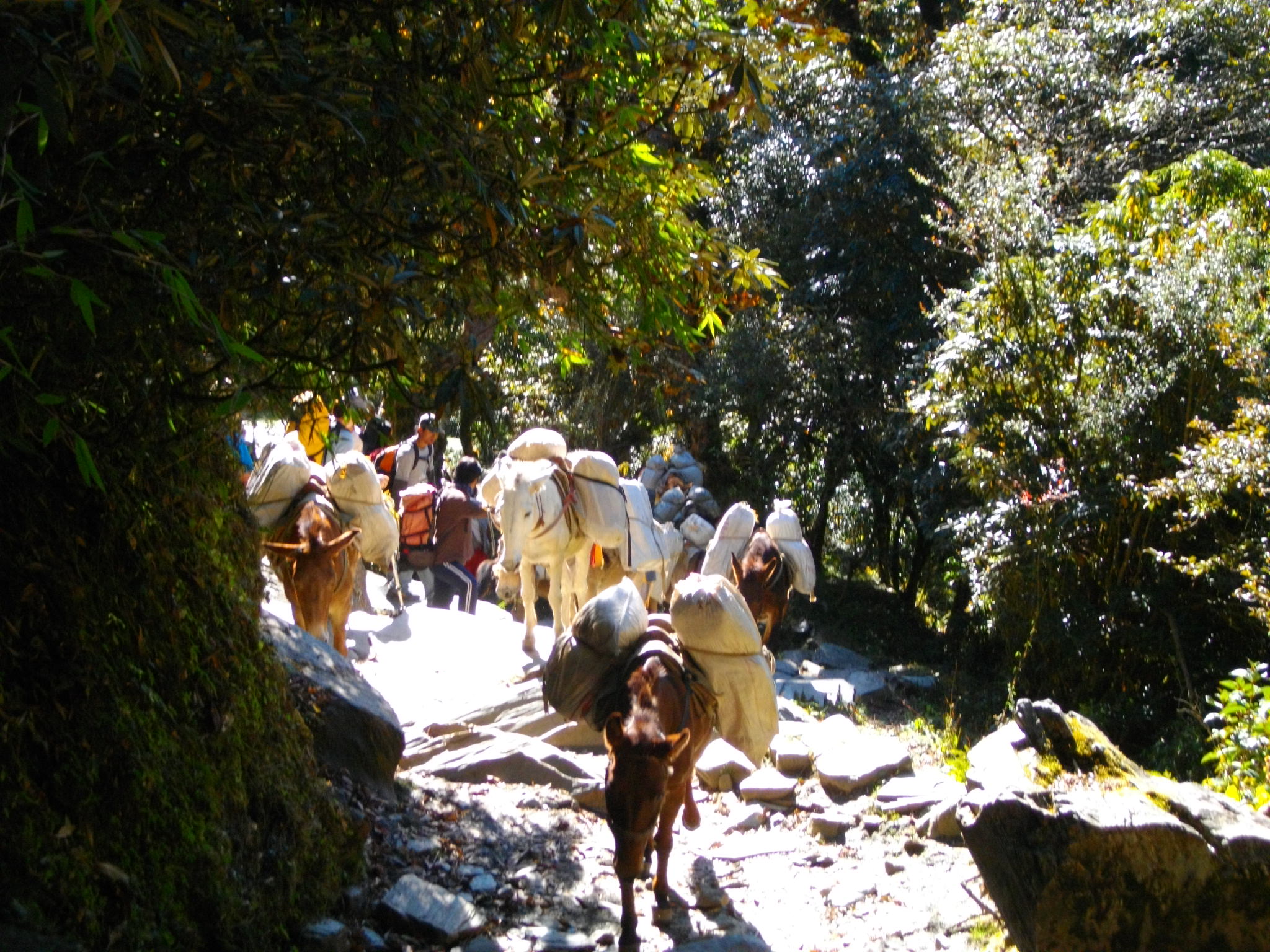 Nepal annapurna 386