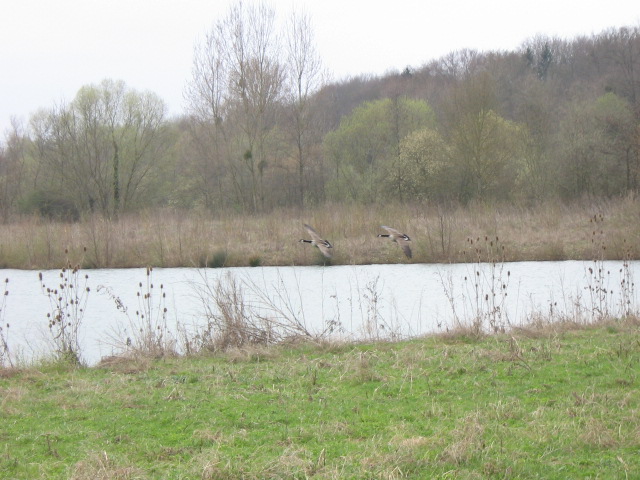 Oiseaux migrateurs 019