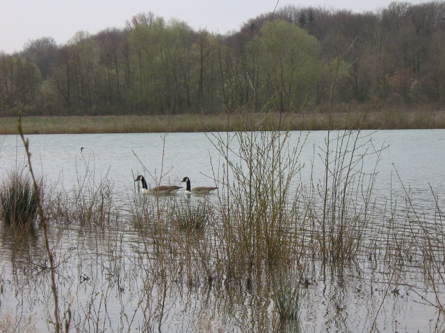 Oiseaux migrateurs 023