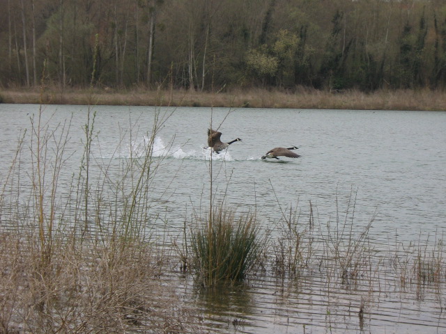 Oiseaux migrateurs 024